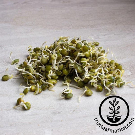 French Lentil Sprouting Seeds | Organic & Non-GMO - Grow Lentil Sprout