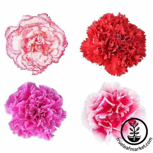 Carnation Flower Seeds - Lillipot Mix | Buy Flower Gardening Seeds