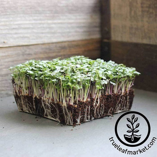 Basic Salad Mix Microgreens Seeds - Micro Greens Seeds
