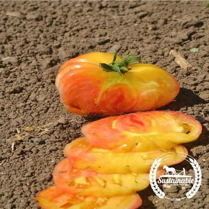 Organic Tomato Seeds - Hillbilly | Heirloom & Non-GMO - Vegetable Seed