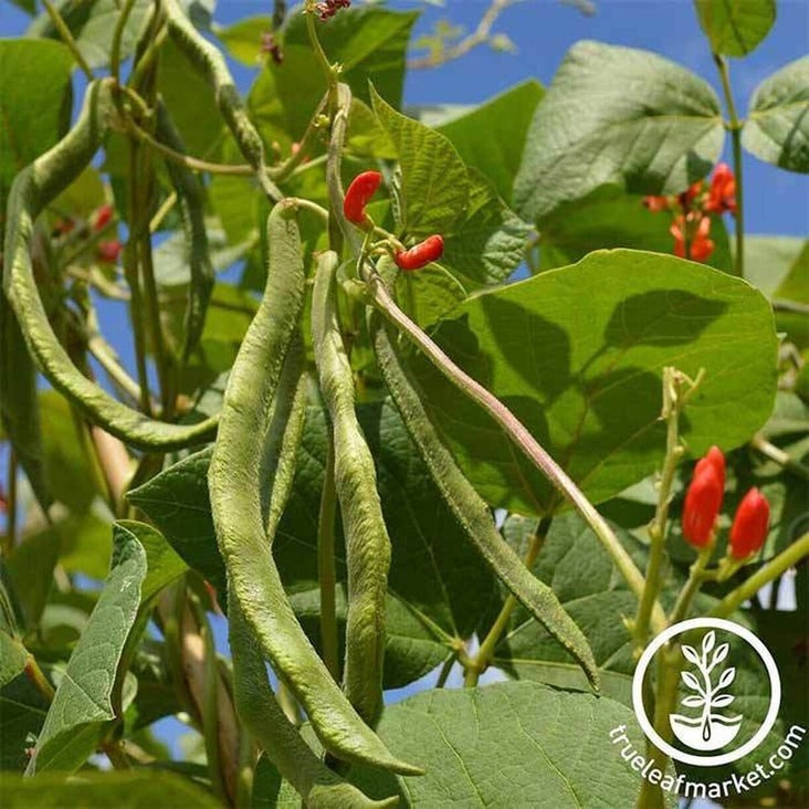 Pole Bean Gardening Seeds: Scarlet Runner Seed - Bulk Available