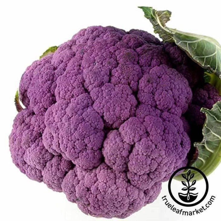Graffiti Hybrid Cauliflower Vegetable Garden Seeds | Free Shipping