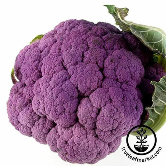 Graffiti Hybrid Cauliflower Vegetable Garden Seeds | Free Shipping