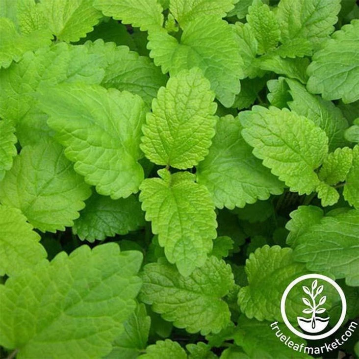 Lemon Balm Seeds | Heirloom, Non-GMO Herb Gardening Seeds - Free S&H