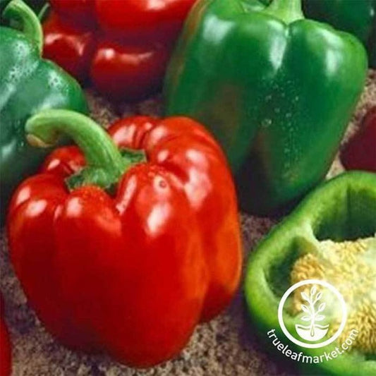Heirloom Sweet Pepper Garden Seeds - Keystone Resistant Giant | Bell