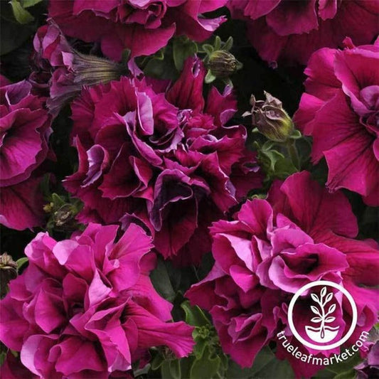 Petunia Flower Garden Seeds (pelleted) - Double Madness Series Seeds