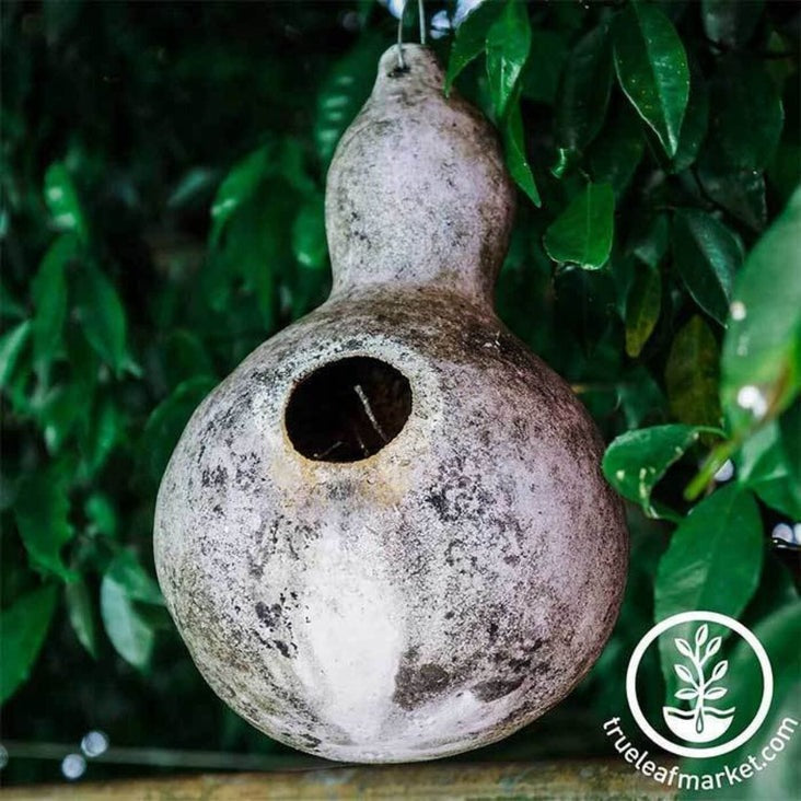 Gourds Seeds - Birdhouse | Heirloom, Non-GMO, Open Pollinated Seeds