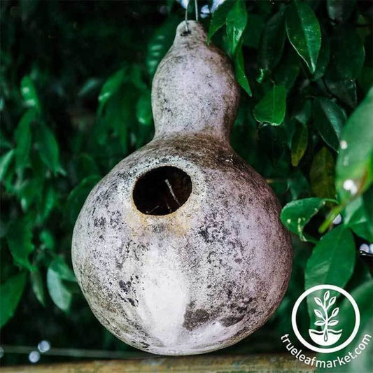 Gourds Seeds - Birdhouse | Heirloom, Non-GMO, Open Pollinated Seeds