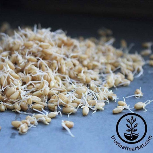 Organic Hard White Wheat Seeds | For Sprouting, Flour, Bread & Storage