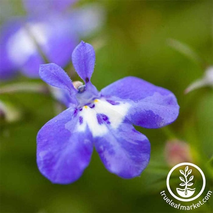 Lobelia Flower Seeds - Palace Series | Lobelia erinus - Free Shipping
