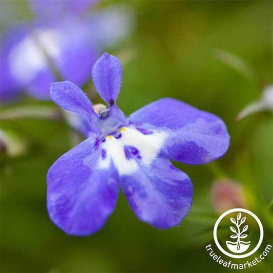 Lobelia Flower Seeds - Palace Series | Lobelia erinus - Free Shipping