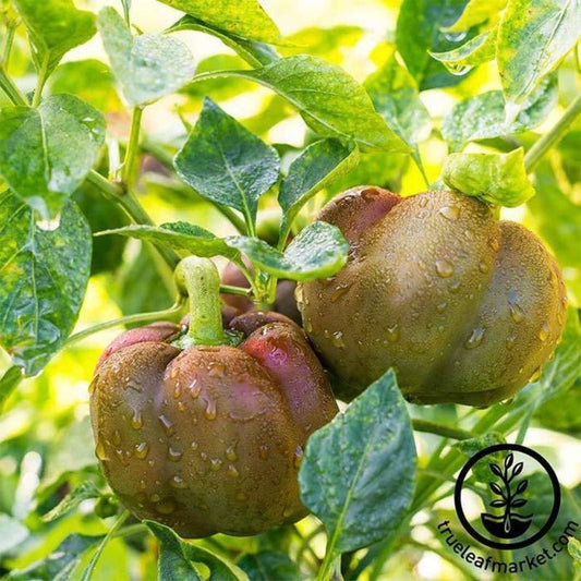Sweet Pepper Seeds - Chocolate Beauty Bell Peppers - Non-GMO, Heirloom