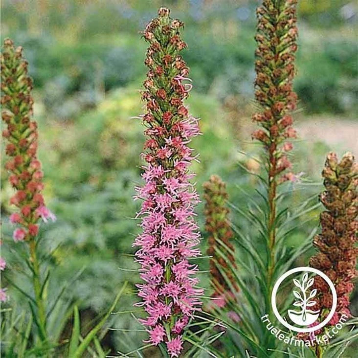 Liatris Spiked Gayfeather Wildflower Seeds from MVS