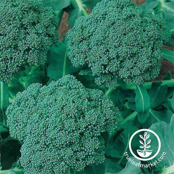 Broccoli Gardening Seeds - Waltham 29 | Non-GMO Vegetable Garden Seeds