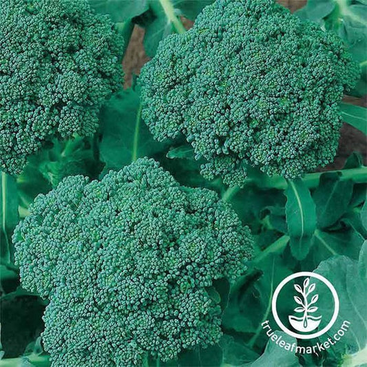 Broccoli Gardening Seeds - Waltham 29 | Non-GMO Vegetable Garden Seeds