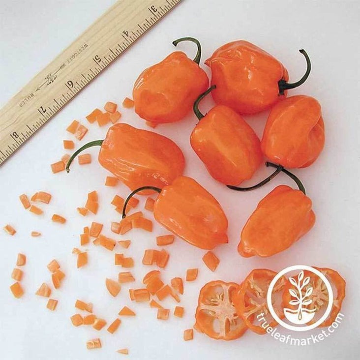 Heirloom Hot Pepper Seeds - Orange Habanero | Packet to Bulk Wholesale