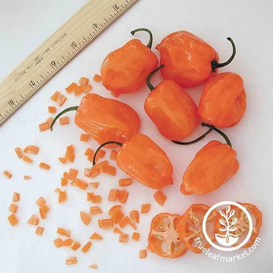 Heirloom Hot Pepper Seeds - Orange Habanero | Packet to Bulk Wholesale