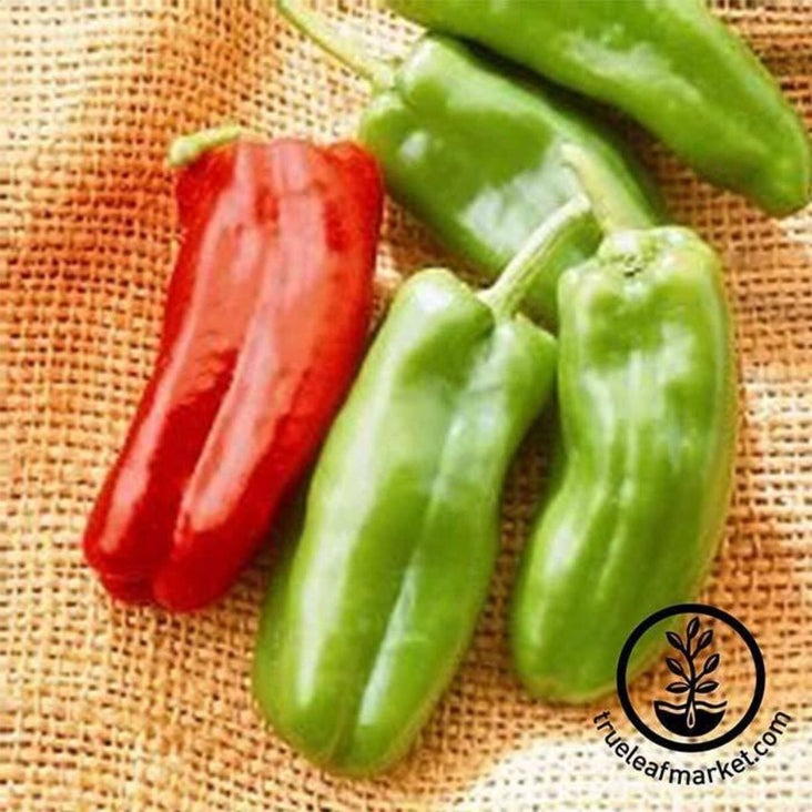 Giant Marconi Hybrid Sweet Pepper Seeds | Non-GMO Vegetable Garden Seed