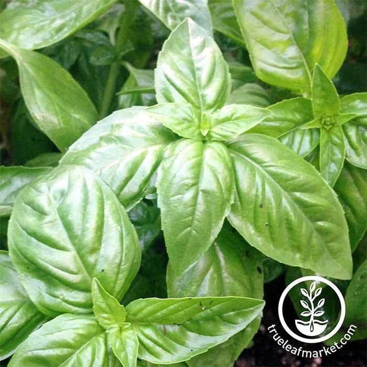 Non-GMO Basil Italian Large Leaf Seeds | Basil Italian Large Leaf Heirloom Garden Seeds