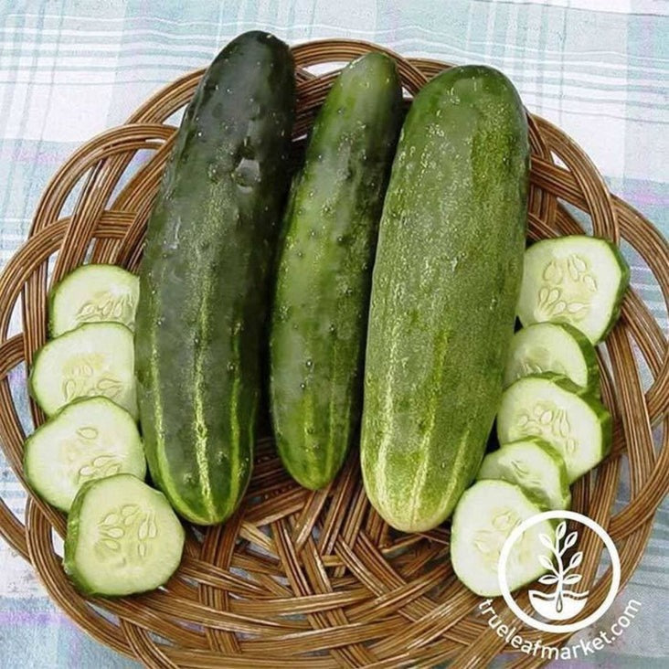 Ashley Cucumbers Seed | Vegetable Garden Seeds