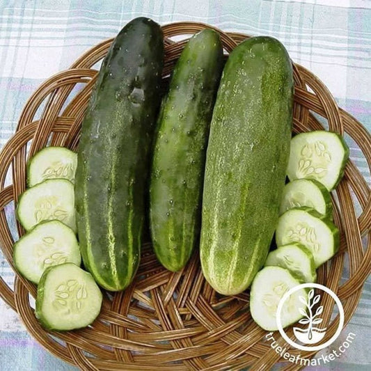 Ashley Cucumbers Seed | Vegetable Garden Seeds
