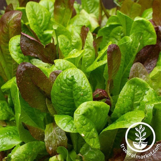 Heirloom Mixed Greens Lettuce Seeds - Gourmet Mixture | Non-GMO Seeds