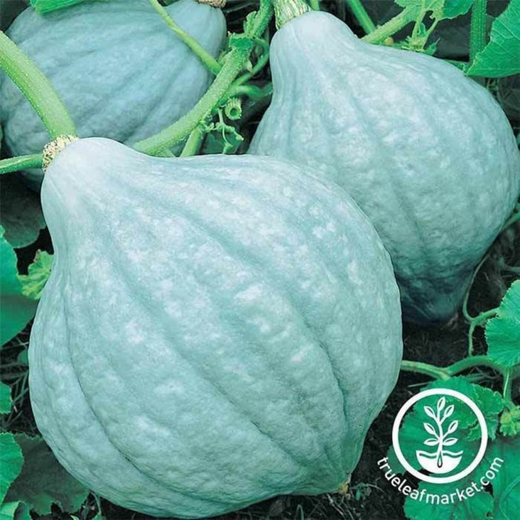 Heirloom Winter Squash Seeds - Blue Hubbard | Non-GMO Gardening Seeds