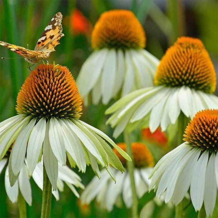 Echinacea White Swan Seeds | Packet & Bulk Wholesale Flower Seed