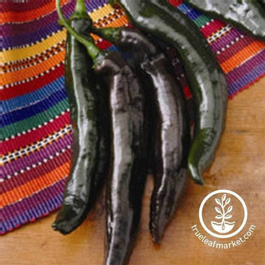 Hot Pepper Garden Seeds - Holy Mole Hybrid | Vegetable Gardening Seeds