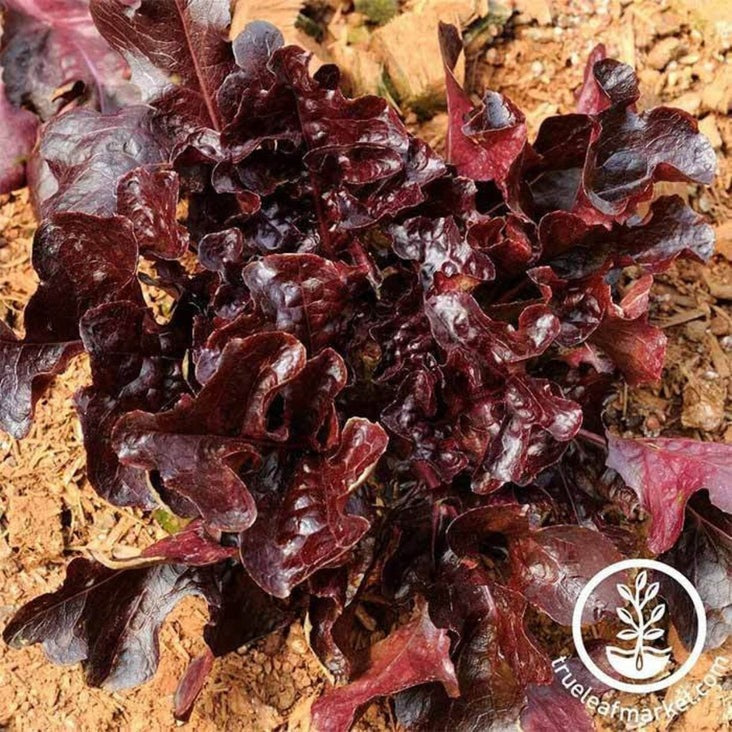 Red Salad Bowl Leaf Lettuce Seeds | Heirloom, Non-GMO Vegetable Seed