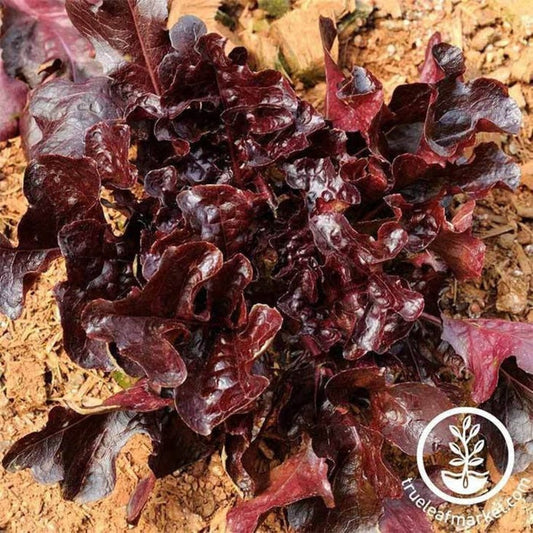 Red Salad Bowl Leaf Lettuce Seeds | Heirloom, Non-GMO Vegetable Seed