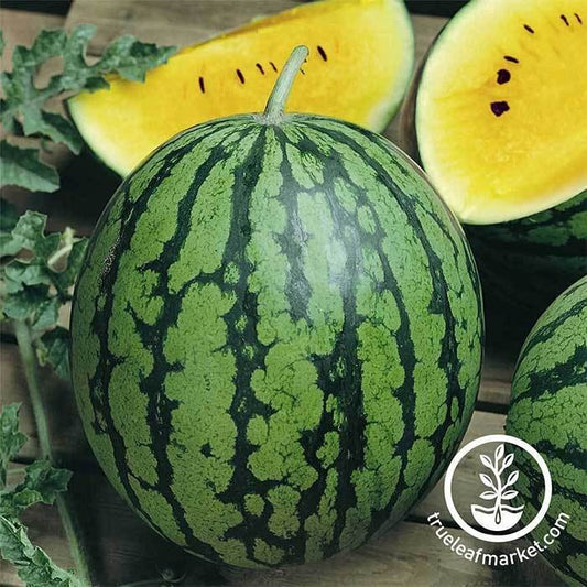 Non-GMO Yellow Baby Doll Hybrid Watermelon Seeds | Hybrid Watermelon Garden Seed