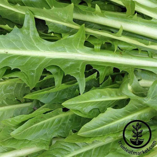 Italian Dandelion Seeds - Non-GMO Vegetable & Herb Garden Seeds