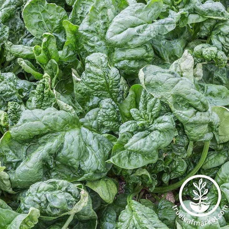 Spinach Seed | Bloomsdale Long Standing