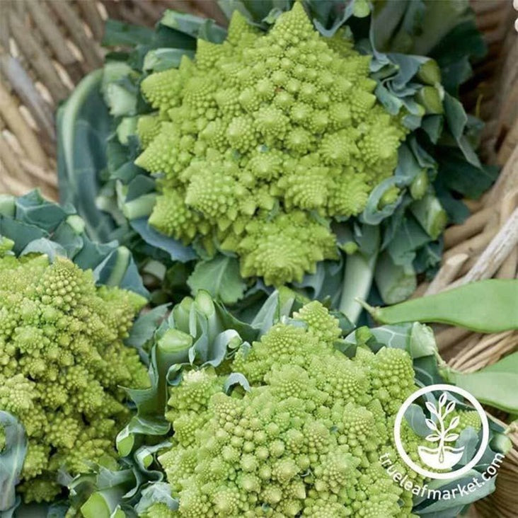 Veronica Romanesco Hybrid Cauliflower Seeds | Vegetable Seeds Online