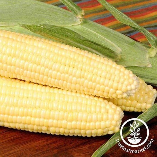 Treated Bodacious Hybrid R/M (se) Corns | Farm & Garden Vegetable Seed