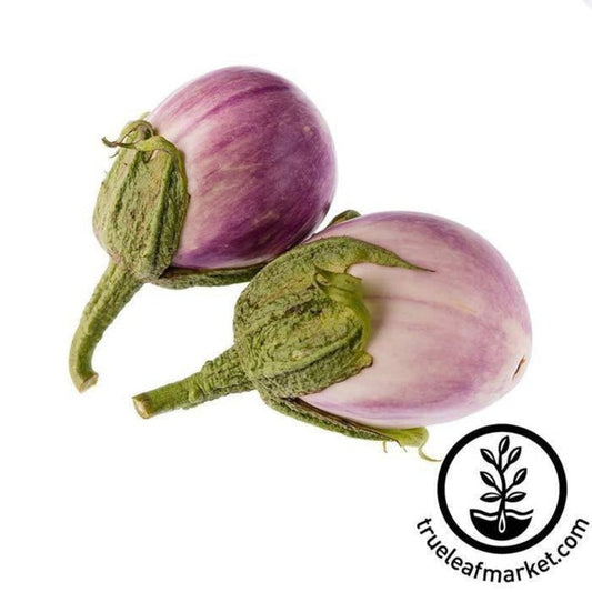 Eggplant Garden Seeds - Italian Rosa Bianca | Non-GMO, Open Pollinated