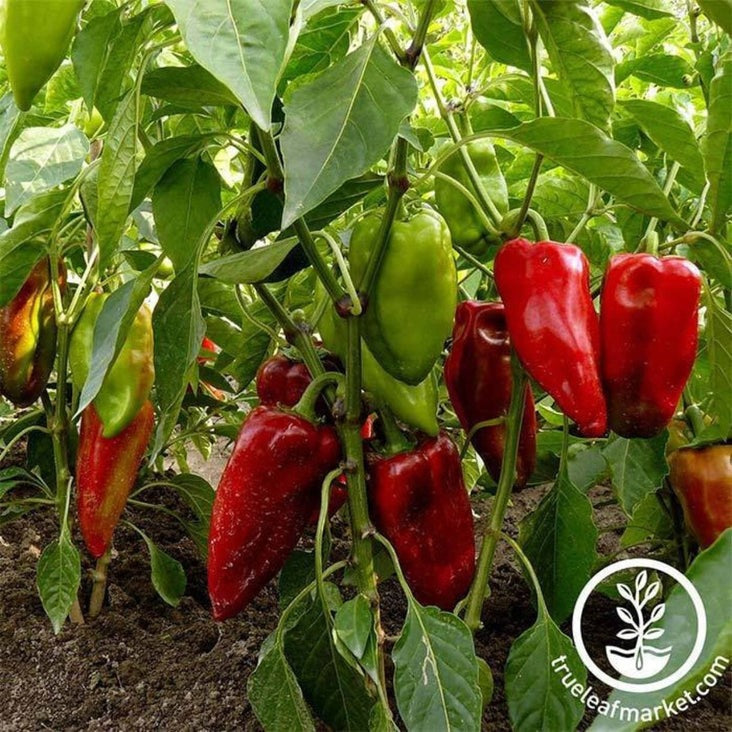Sweet Pepper Garden Seeds -Carmen Hybrid | Non-GMO Vegetable Gardening