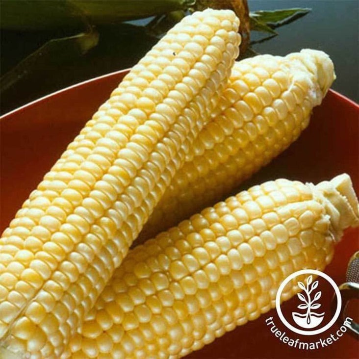 Sugar Buns Hybrid Treated Corn Seeds | Farm & Garden Bulk Wholesale