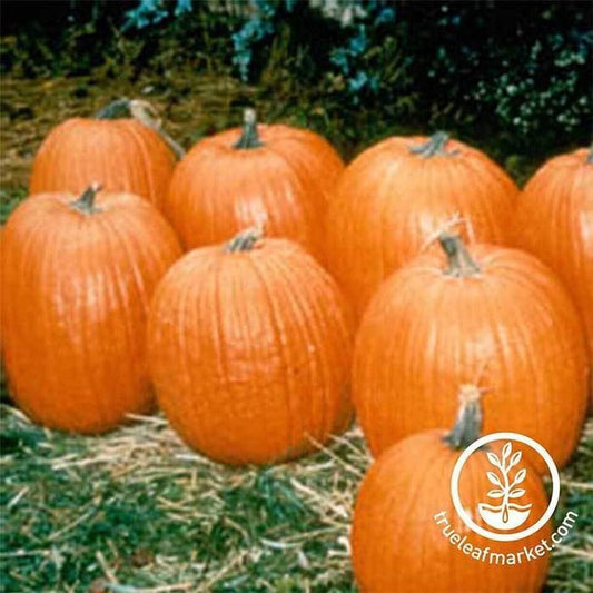 Treated Pumpkin Seeds - Howden Biggie | Non-GMO, Hierloom - Buy Seeds