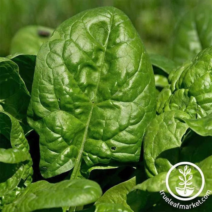 Heirloom Spinach Seeds - Giant Noble | Buy Non-GMO Vegetable Gardening