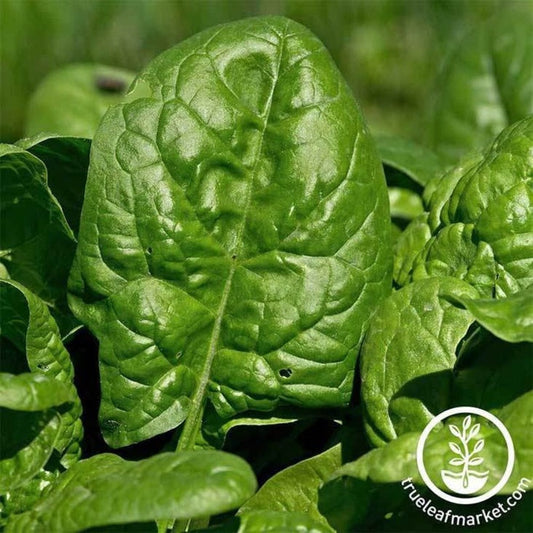 Heirloom Spinach Seeds - Giant Noble | Buy Non-GMO Vegetable Gardening