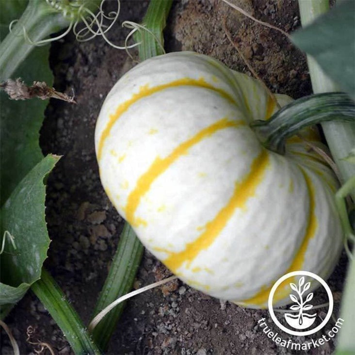 Small Pumpkin Seeds - Lil' Pump-ke-mon | Ornamental Pumpkint Seeds