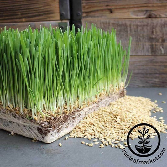 Organic Barley Grass Seeds | Grow Barleygrass for Juice - Non-GMO