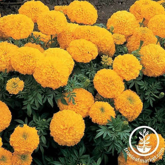 Marigold Flower Seeds - Inca II Series - Hybrid, Annual Flower Garden