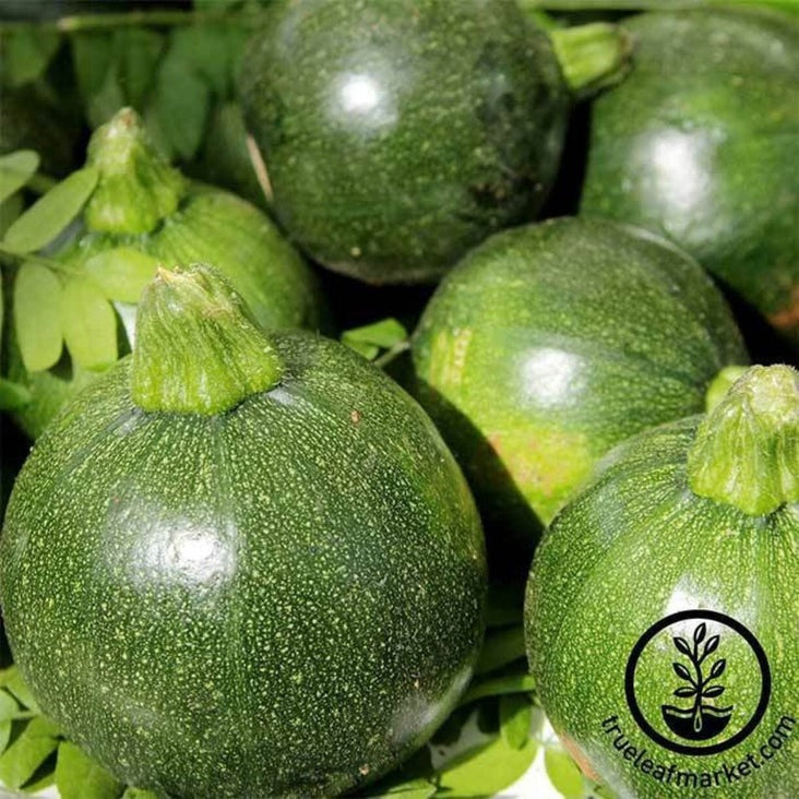 Summer Squash Seed | Zucchini Eight Ball Hybrid