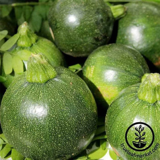 Summer Squash Seed | Zucchini Eight Ball Hybrid