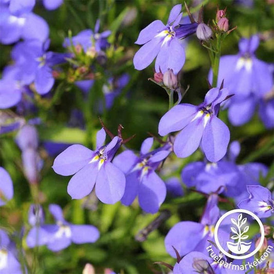 Lobelia Flower Garden Seeds | Crystal Palace Series - Annual, Upright