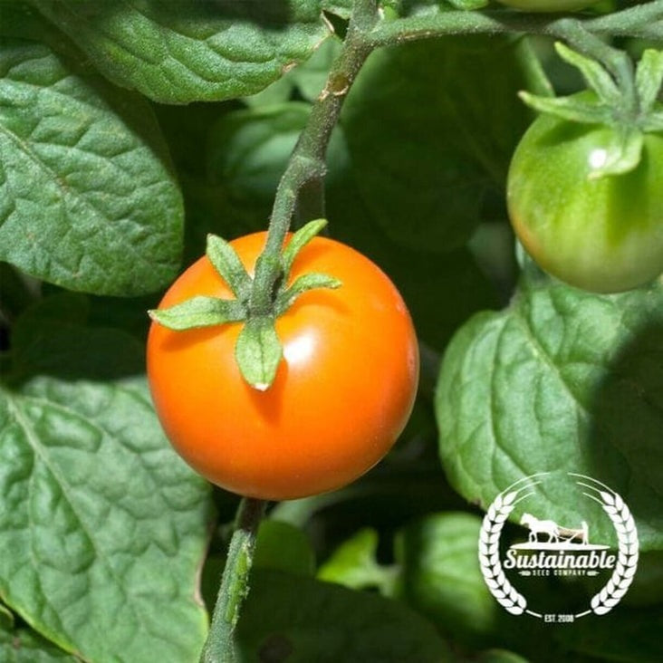 Organic Chadwick Cherry Tomato Seeds | Non-GMO, Heirloom - Buy Seeds