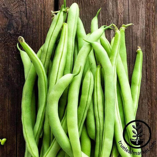 Heirloom Garden Seeds: Contender Bush Bean Seeds - Wholesale Prices